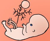 the tiny 12 week fetus looks like a minature human being now.