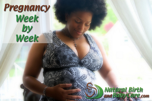 pregnancy-week-by-week