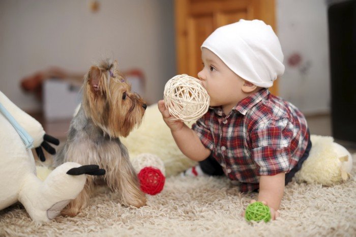 Baby and dog play with toys
