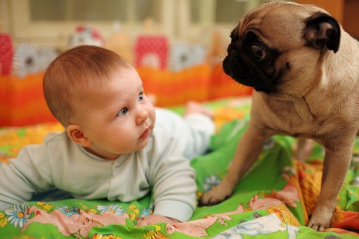 Baby and dog are surprised by each other