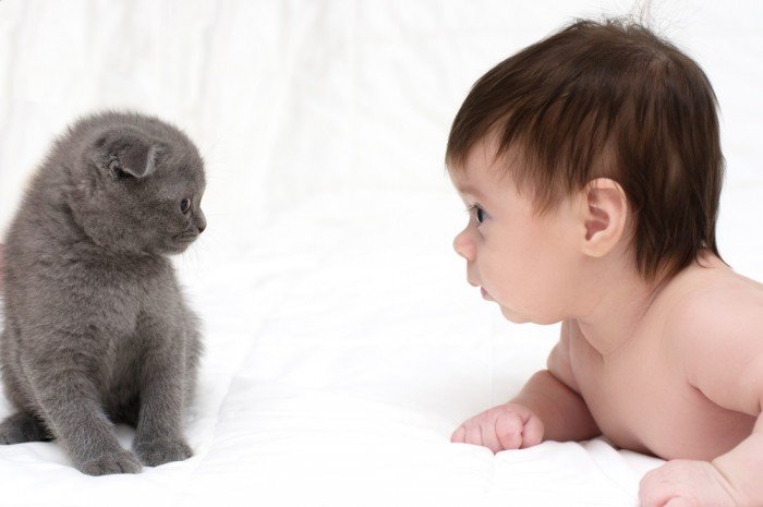 Baby and kitten aren't too sure of each other