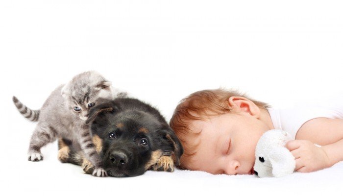 Sweet baby sleeps while pets play