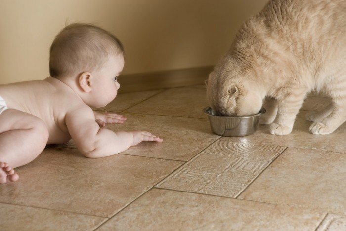 Baby watches his cat eat