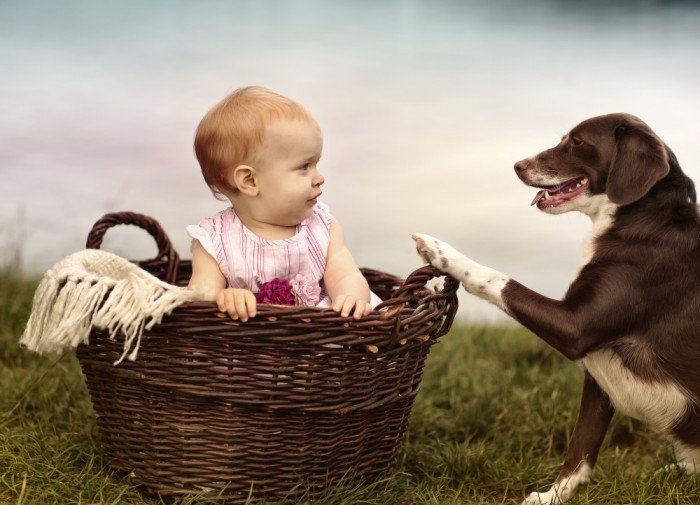 Baby in a basket and curious dog