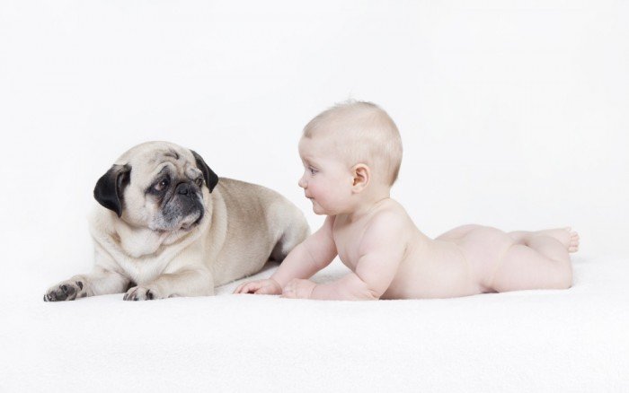 Bulldog not too sure about enthusiastic baby
