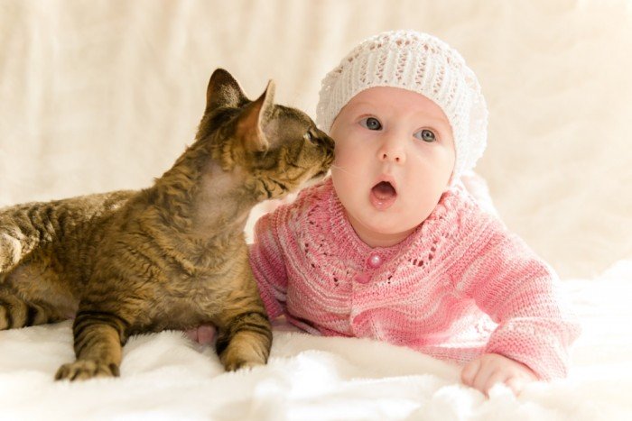 Cat sniffs at baby