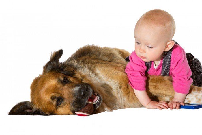 Curious baby checks out puppy
