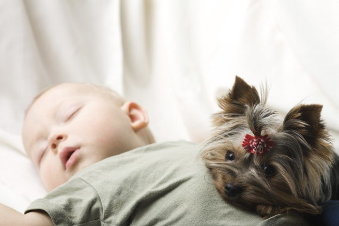 Puppy snoozes on sleeping baby's stomach