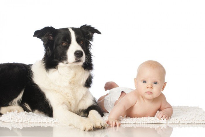 Regal Baby, Regal Dog