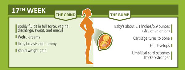 Pregnancy Week 17 Chart