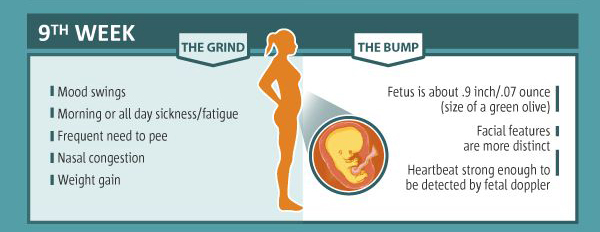 Pregnancy Week 9 Chart